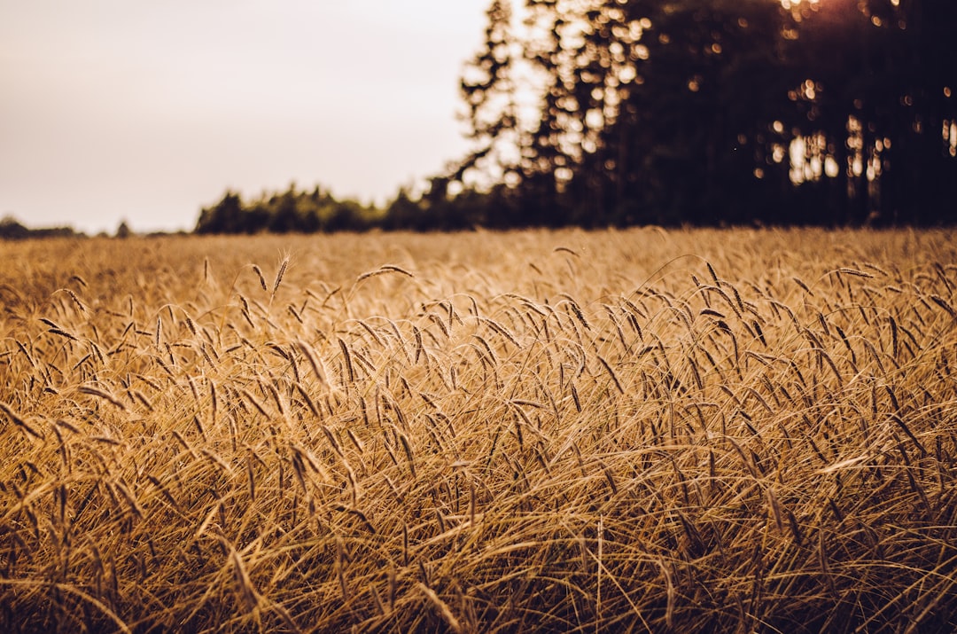 Photo Golden grains